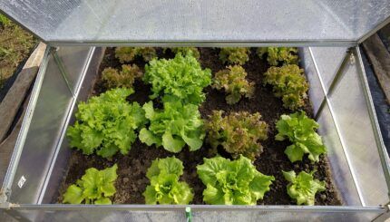 Consejos prácticos para cuidar de las plantas durante el invierno 4 Invernaderos