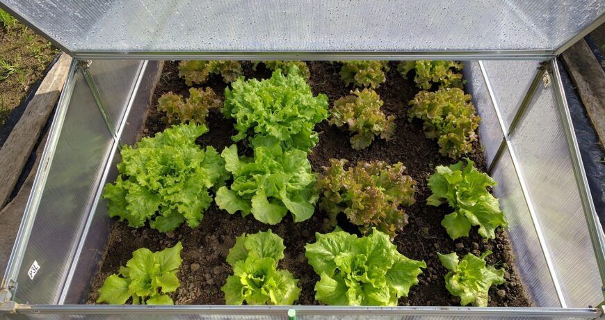 Consejos prácticos para cuidar de las plantas durante el invierno 1 Invernaderos